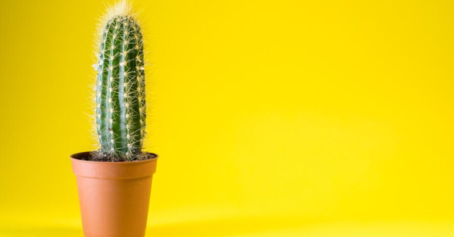 After enlargement surgery, discomfort in the penis may occur