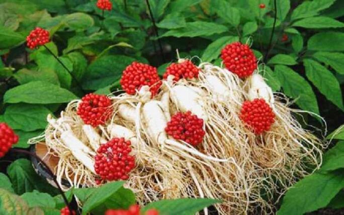 Ginseng root increases male potency, which contributes to the growth of the head of the penis